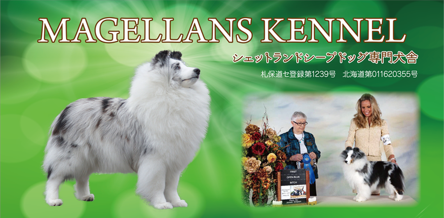 北海道シェルティ専門ブリーダー