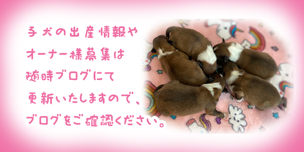 シェルティ　出産情報
