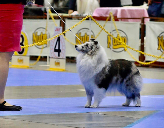 シェットランドシープドッグ