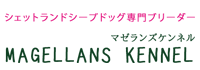 シェットランドシープドッグ専門ブリーダー　マゼランズケンネル